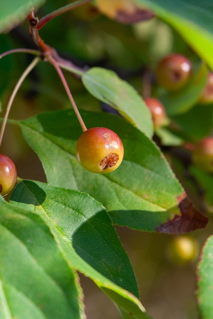 强国际帆船 强国际帆船