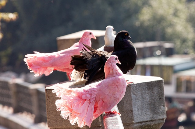 色至關重要 色至關重要