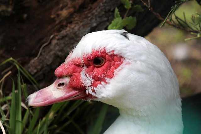 体育战术多 体育战术多