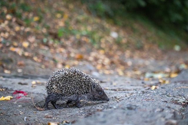 完善替补深 完善替补深